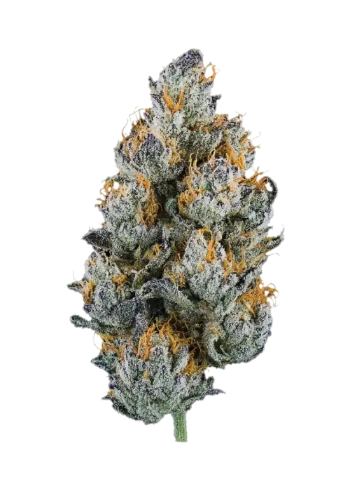 Jalapeño