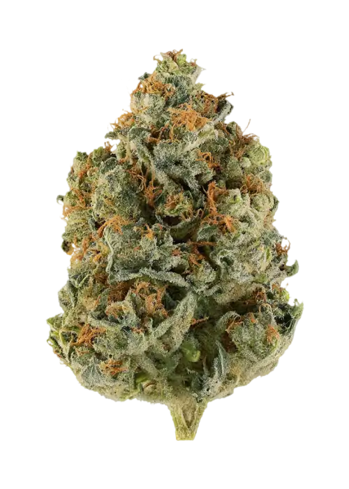 East Coast Sour Kush