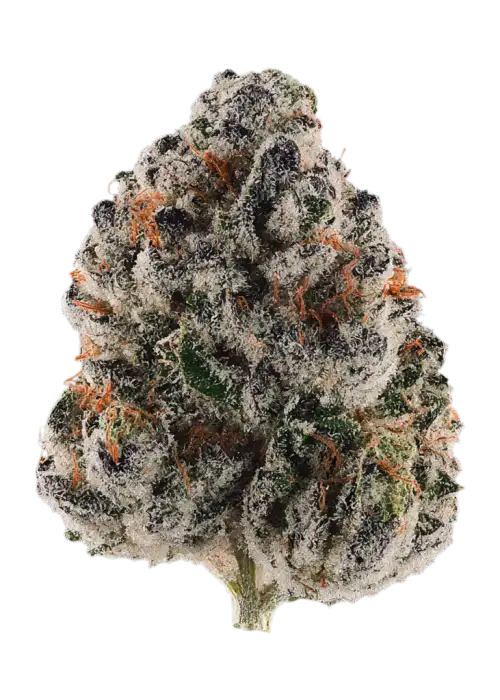 Blue Zangria