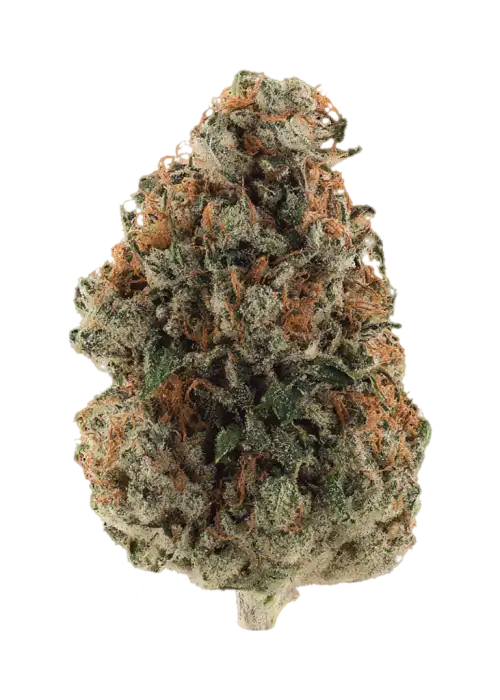 Blueberry Lobster