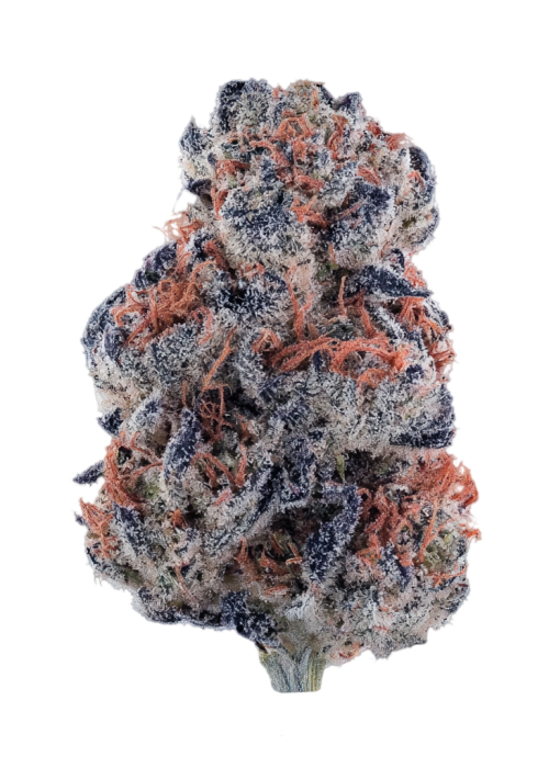 Black Lobster by Equilibrium Genetics