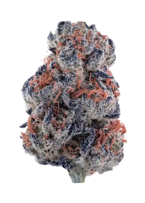 Black Lobster by Equilibrium Genetics