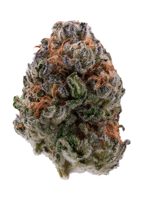 Momo by EZ Genetics