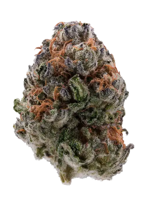 Momo by EZ Genetics