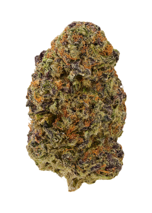 African Rainbow by EZ Genetics