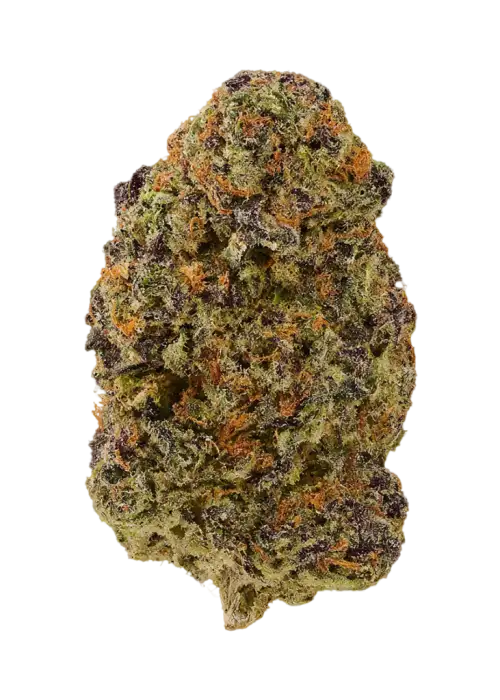 African Rainbow by EZ Genetics