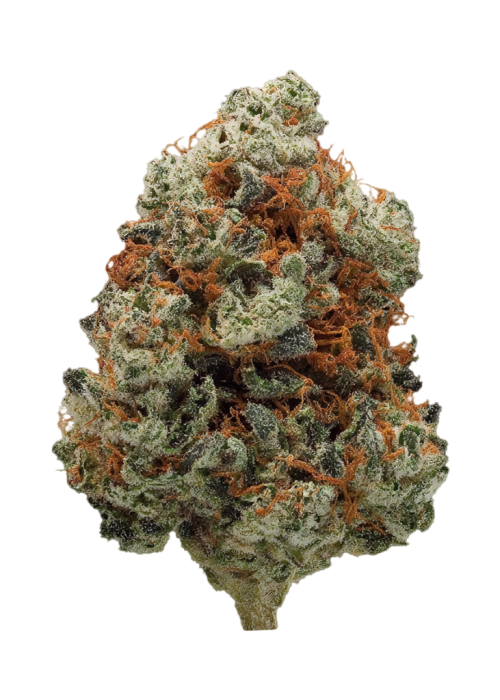 Cold War by EZ Genetics
