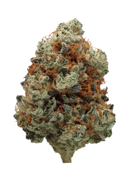 Cold War by EZ Genetics