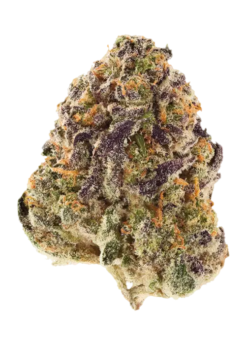 Double Rainbow by EZ Genetics