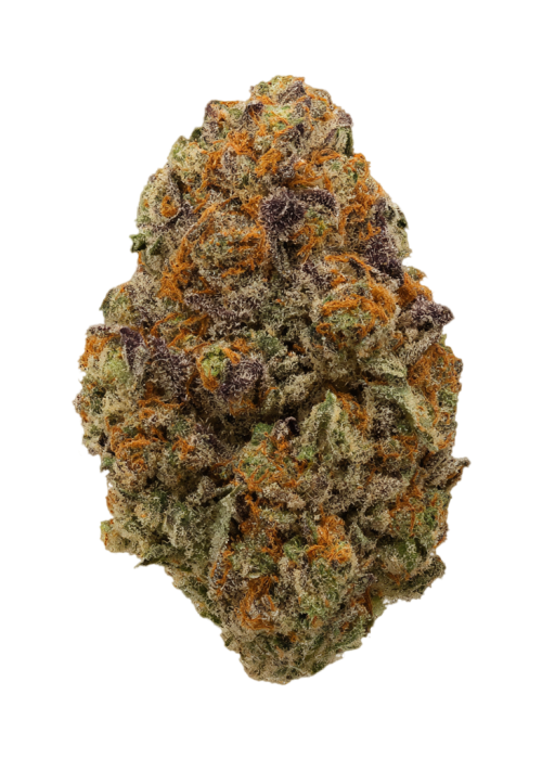 Fukushima by EZ Genetics
