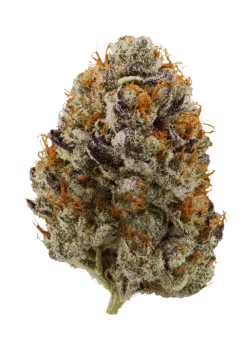 Gakzooka by EZ Genetics