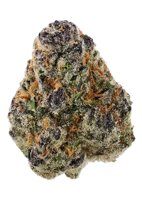 Jungle Beltz