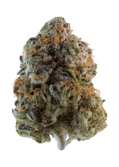 Murasaki by EZ Genetics