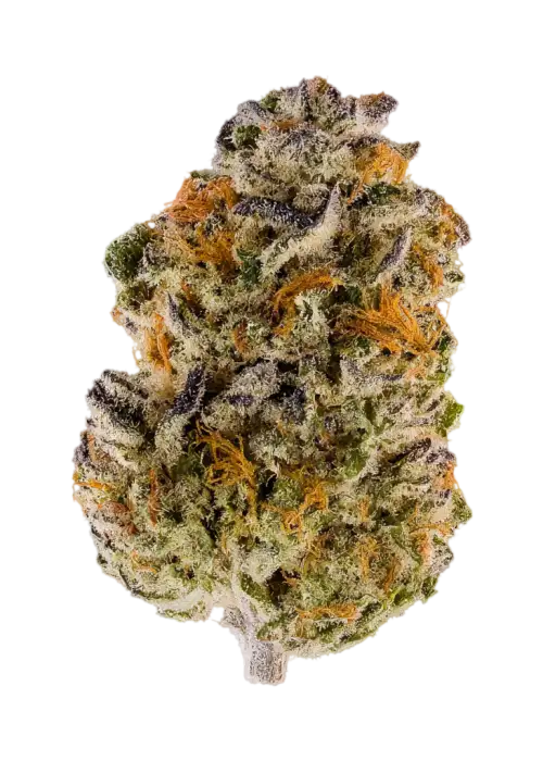 Omakase by EZ Genetics