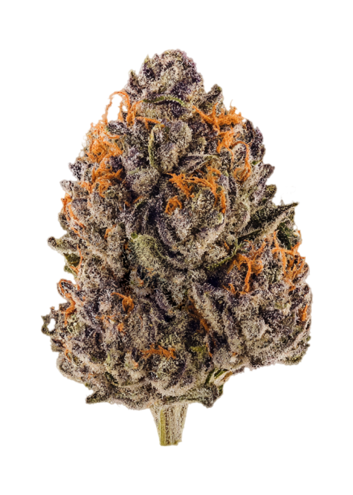 Purple Zazooka