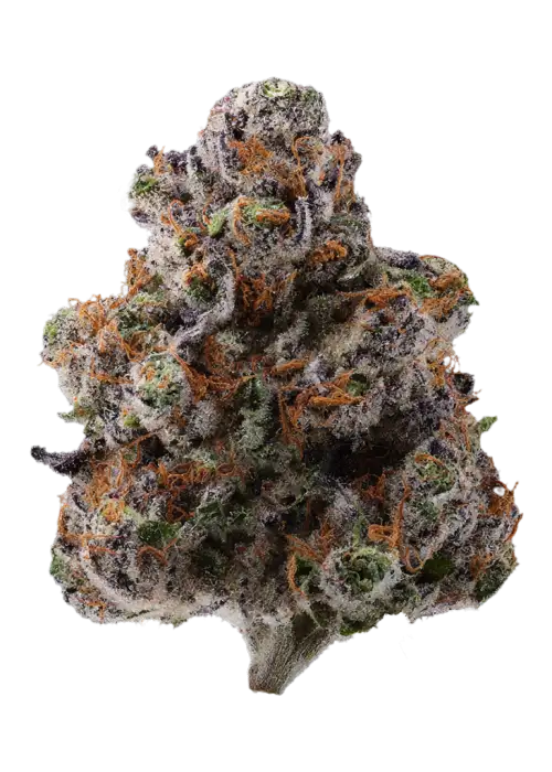 Scotti Pippen by EZ Genetics