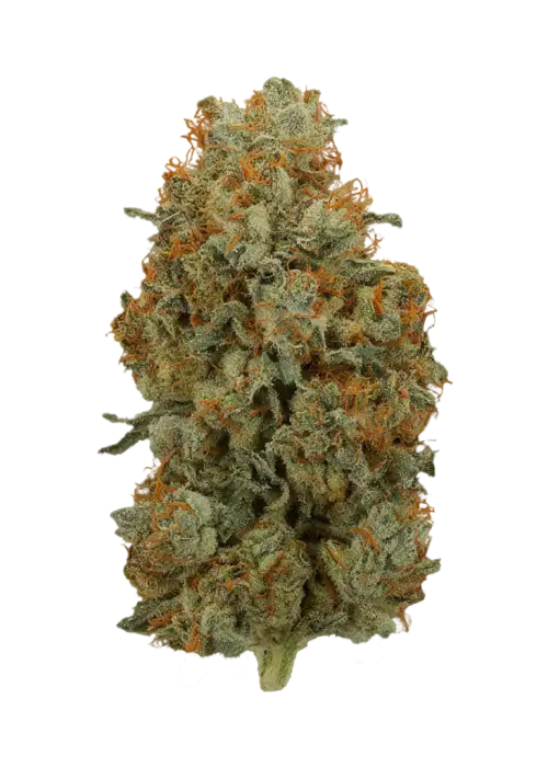 Sour Gary