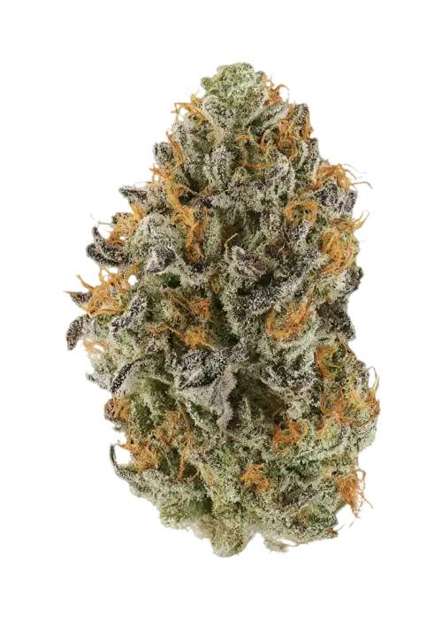 Grim Bastard OG F2