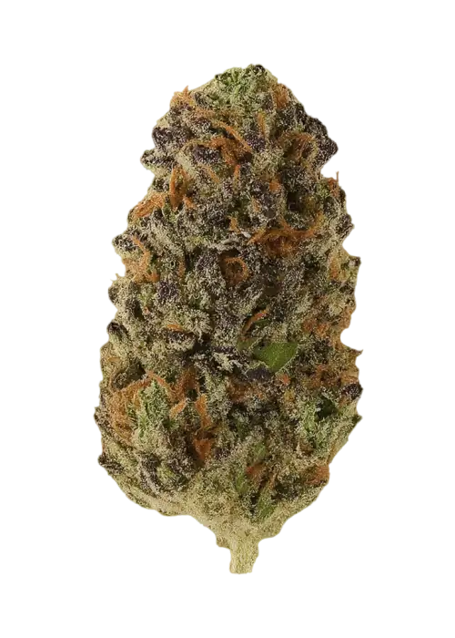 Aftermath by Solfire Gardens
