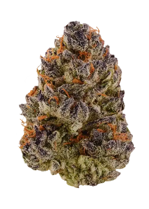 Cherrylicious BX
