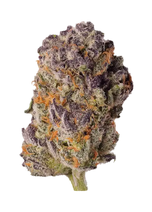 Bahama Bomb