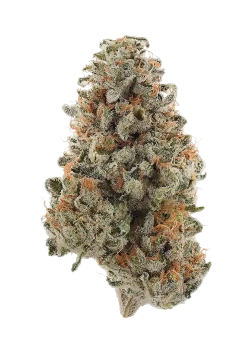 Cakewalk by Cannabiotix