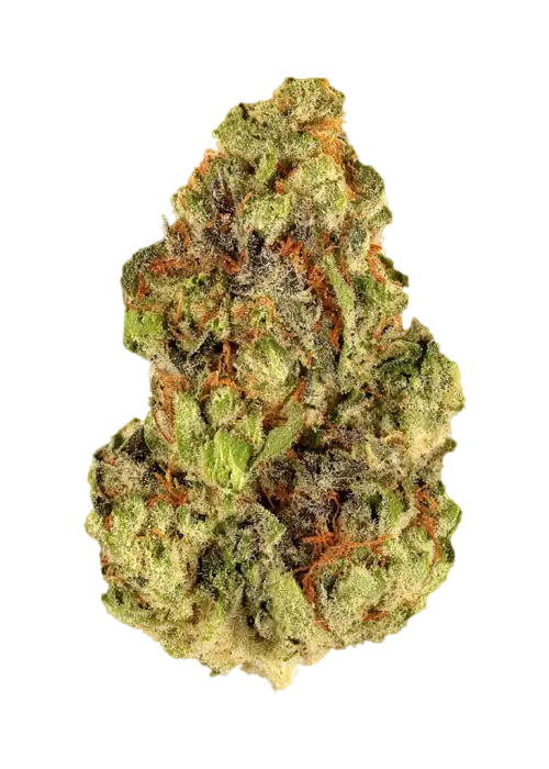 Dreamsicle by Exotic Genetix