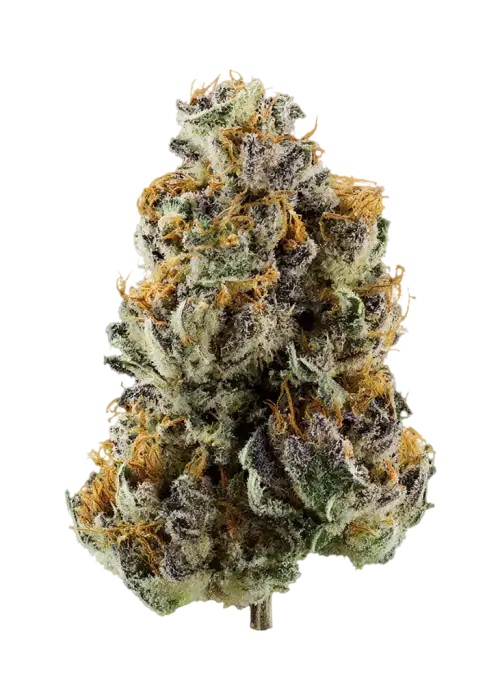 Black Zquid BX1