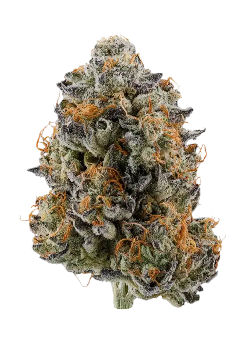 Black Zquid x Z Chew