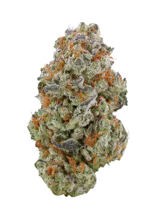 G14 x Wazabi