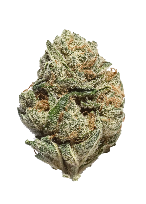White Rhino