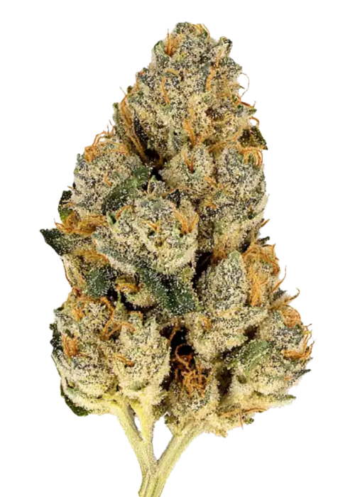Skunk 1