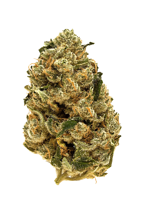 Florida Orange