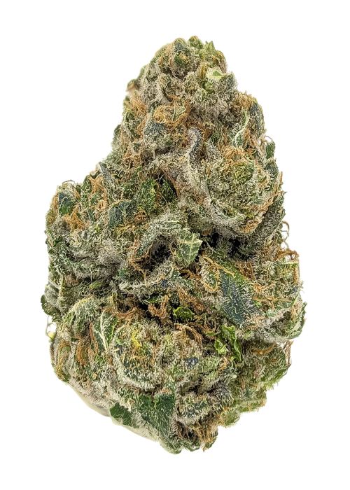 Snow Lotus