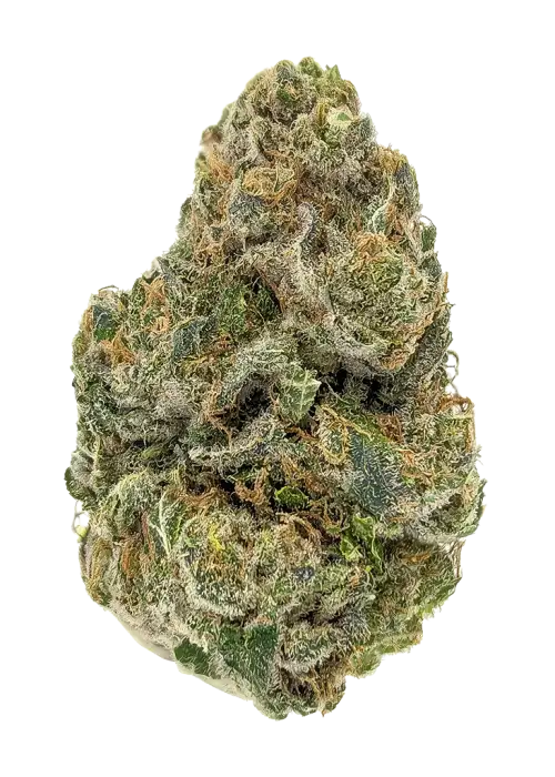 Snow Lotus