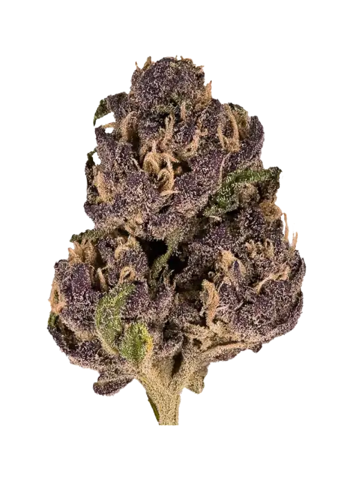 Purple Sherbet