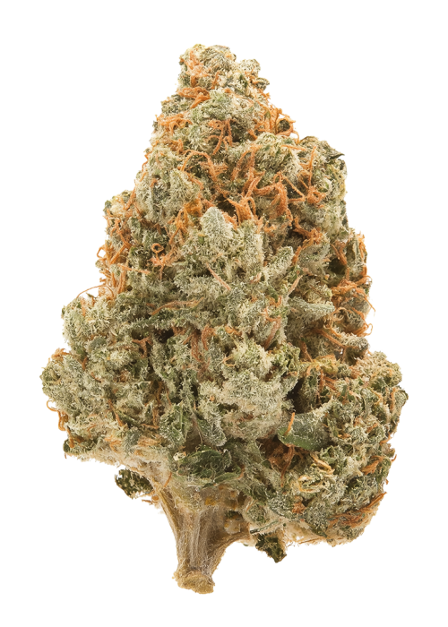Blue Magoo