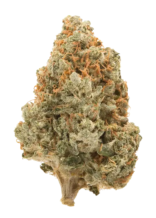 Blue Magoo