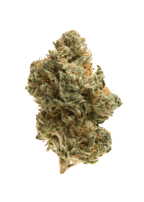 Mango Sherbert