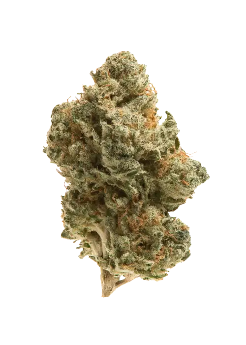 Mango Sherbert