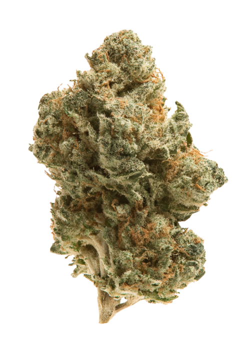 Mango Sherbert