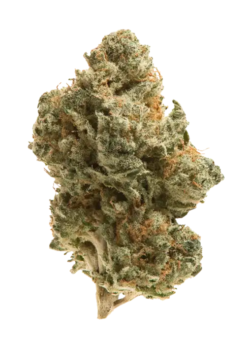 Mango Sherbert