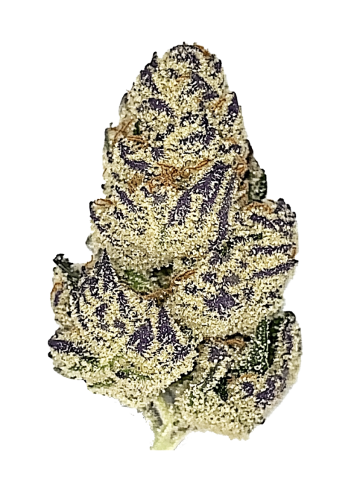 Mango Sherbert