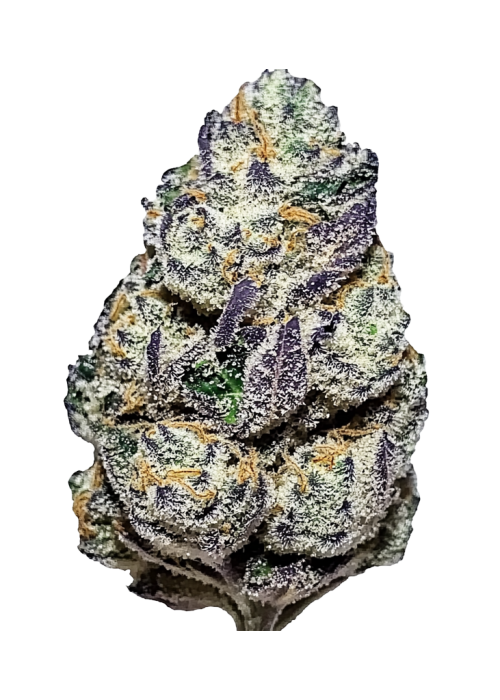 Blue Biscotti