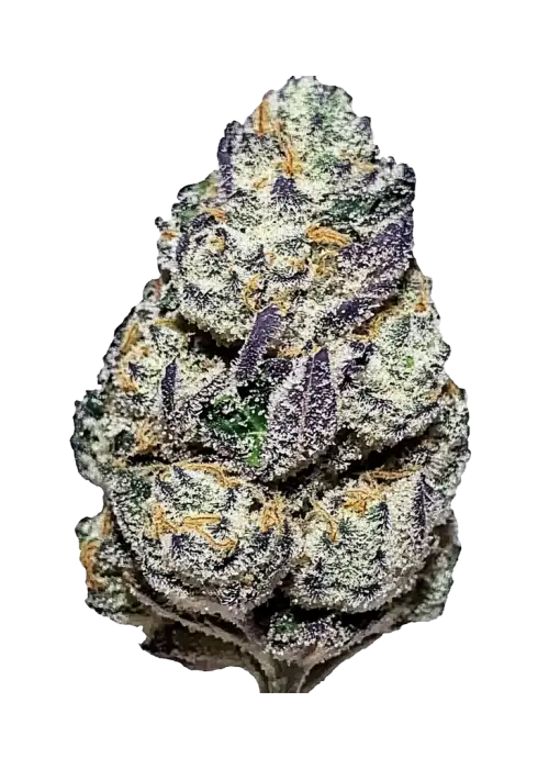 Blue Biscotti