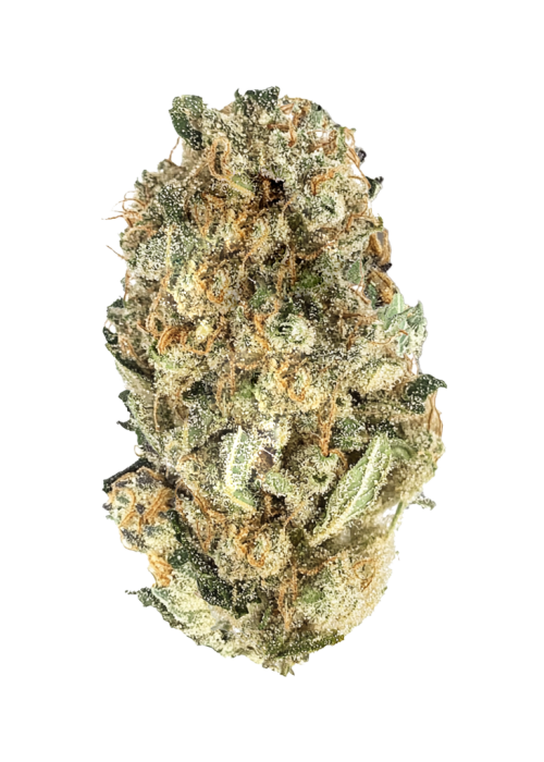 Amnesia