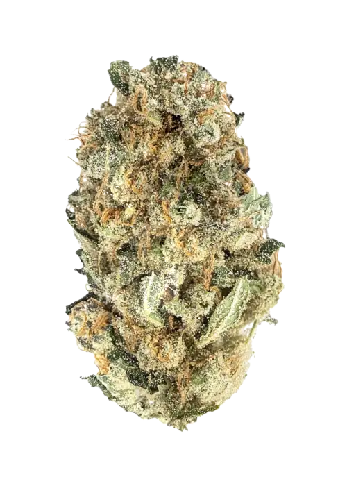 Amnesia