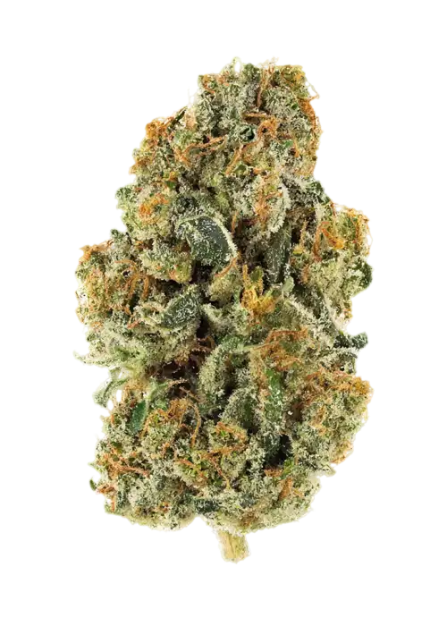 GMO-OG