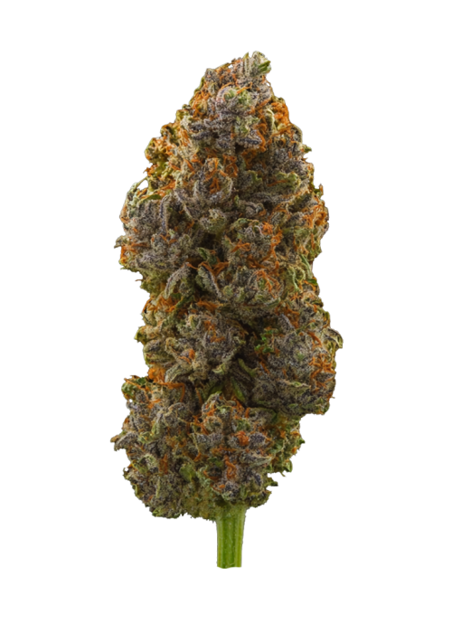 Midnight Moon