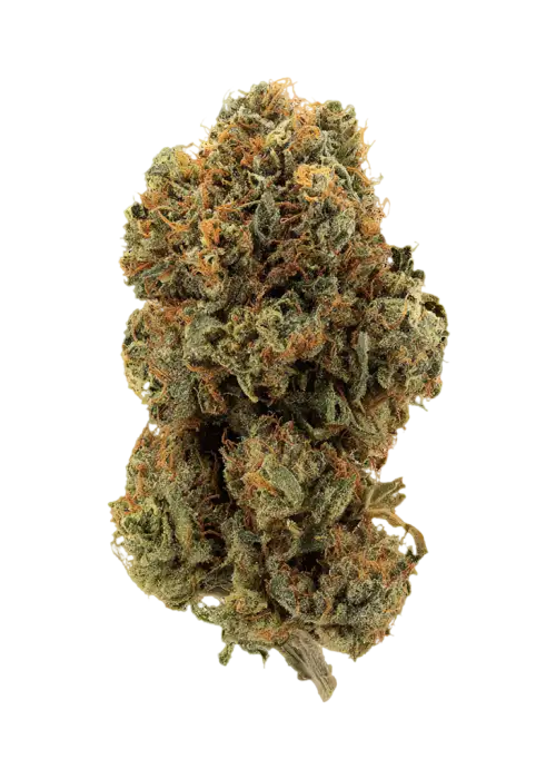 Snoop's Dream